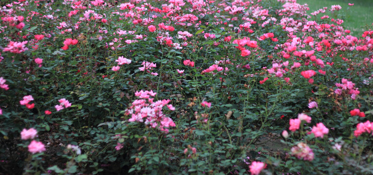 月季花