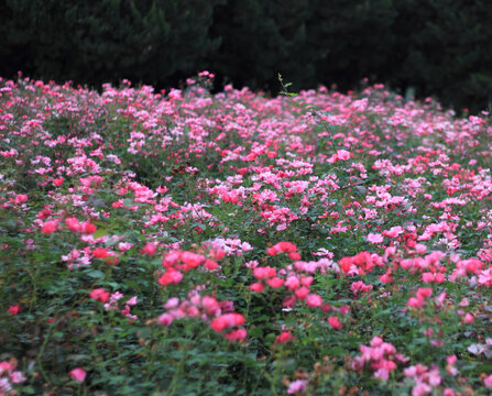 月季花