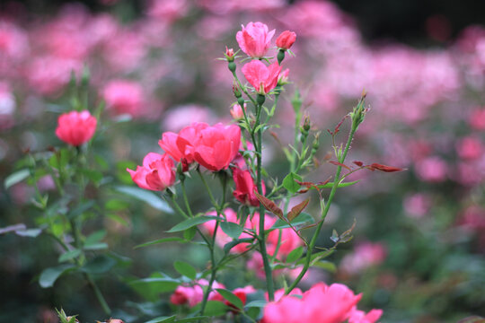 月季花