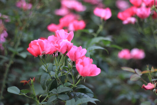月季花