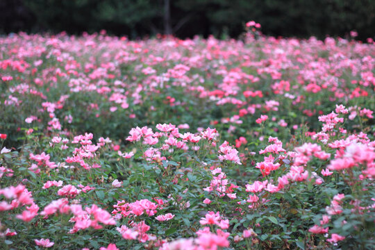 月季花