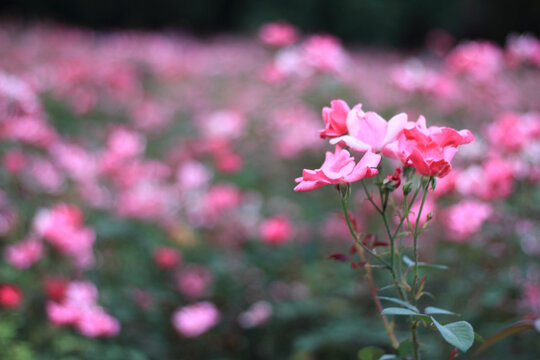 月季花