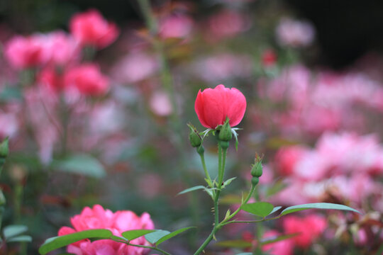 月季花