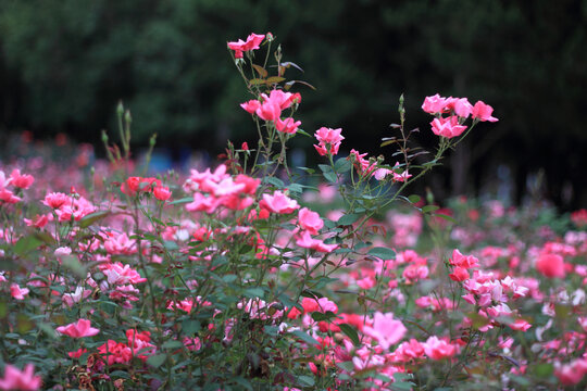 月季花