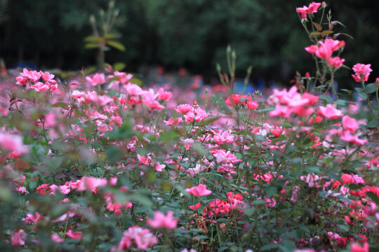 月季花