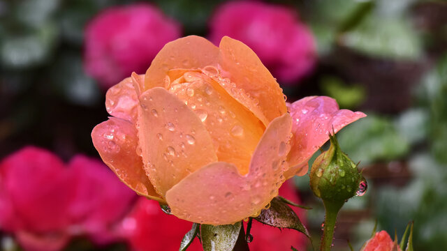 雨露月季