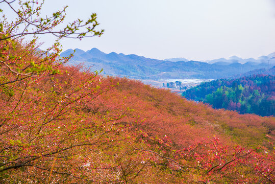 贵州乡村樱花林