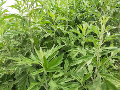 艾草