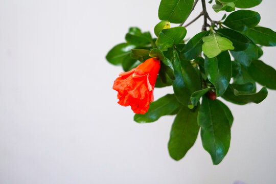 石榴花