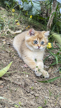 金渐层大猫