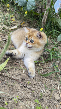 大猫