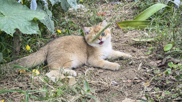 金渐层大猫