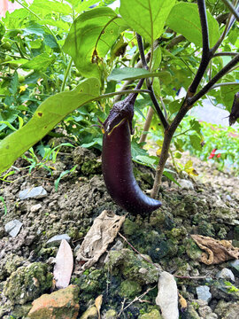 茄子种植