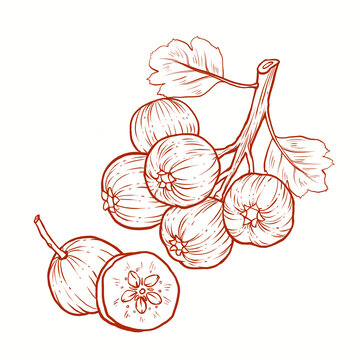 手绘线描山楂版画