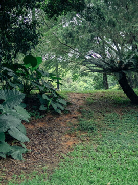 公园小道绿色植物青草