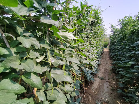 黄瓜架上的黄瓜