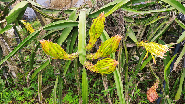火龙果花