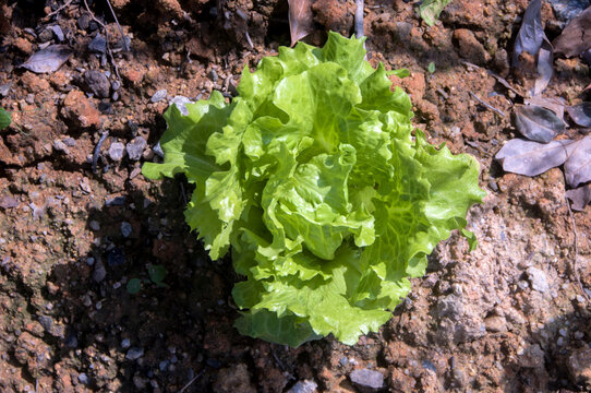 地里的生菜