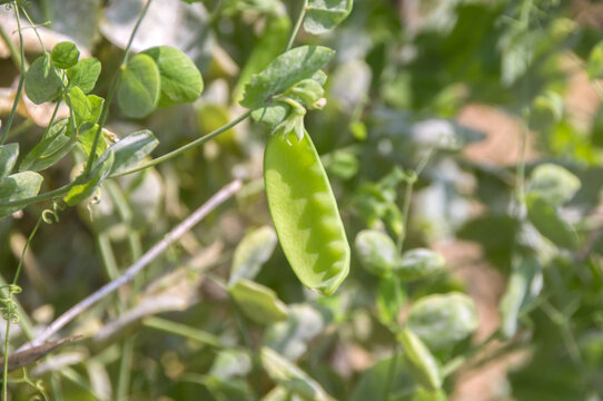 蔬菜荷兰豆