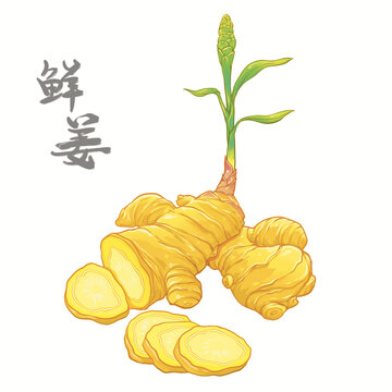 手绘国潮风中药姜包装插画