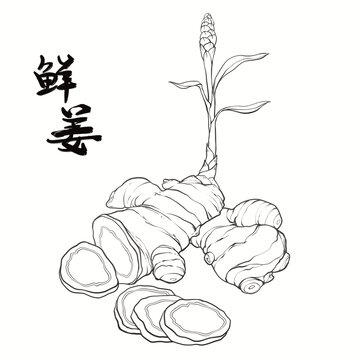 手绘国潮风中药鲜姜线描包装插画