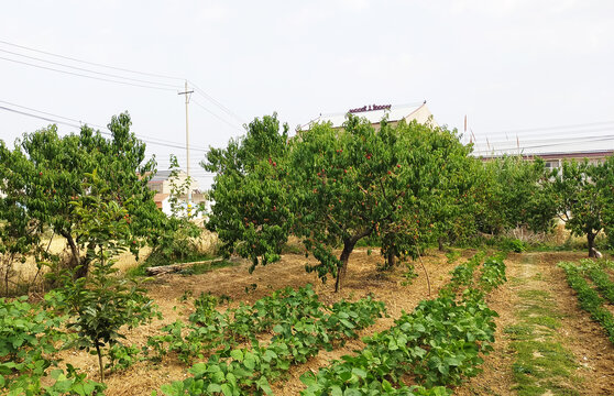 田地上的庄稼