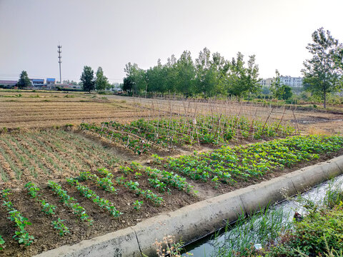 庄稼地
