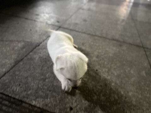 小狗