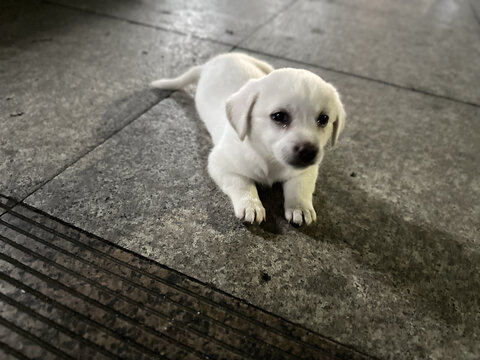 小狗