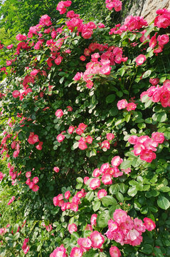 月季花