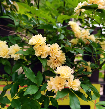 木香花