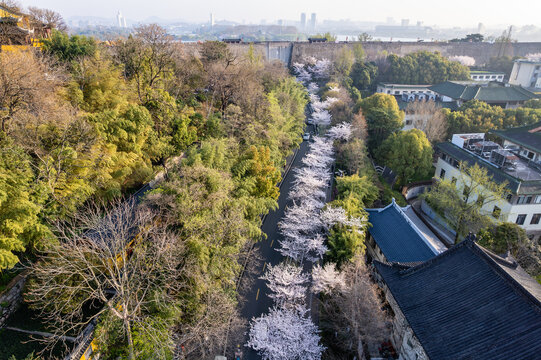 春天樱花季中国南京解放门鸡鸣寺