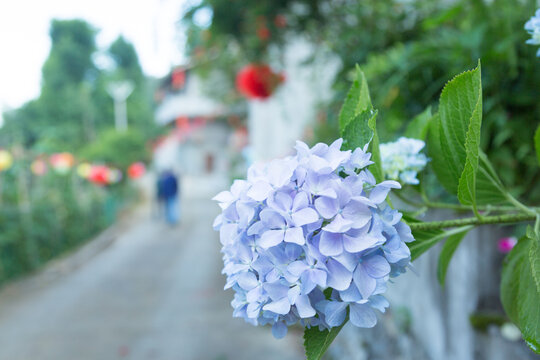 绣球花