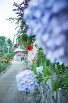 绣球花