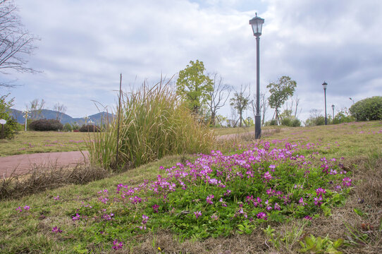 公园草地小花