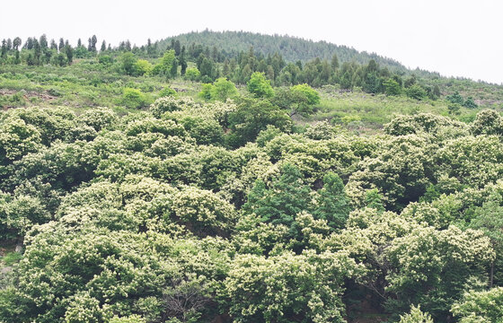 枣庄山亭区万亩板栗园花绽枝头