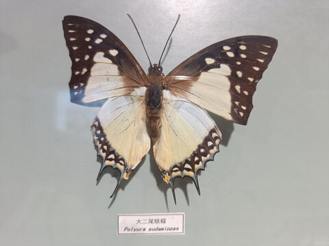 大二尾蛱碟