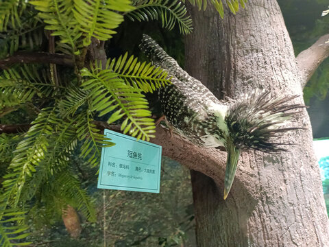 冠鱼狗