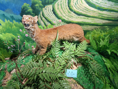 金猫