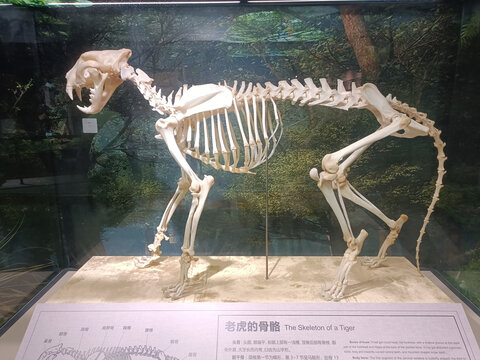 老虎的骨骼