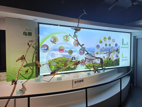 鸟纲