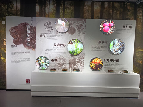 野外菌菇