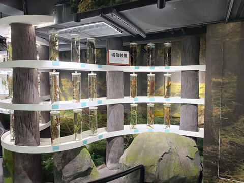 植物标本展示墙
