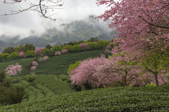 永福茶樱园风光