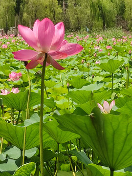 荷花