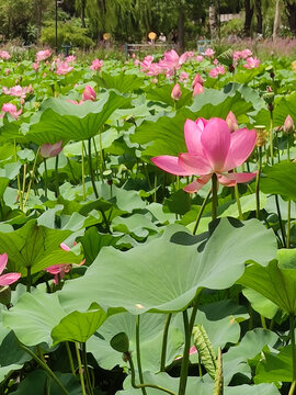 荷花