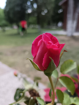 玫瑰花
