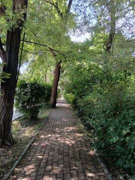 林荫小路