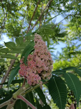 火炬树