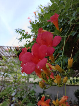 凌霄花